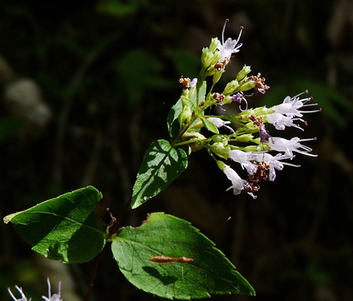 {Cunila origanoides}